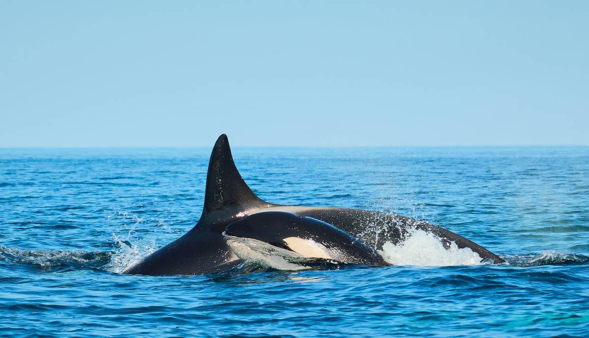 Mother and Calf Killer Whales